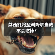 蘑菇能将塑料降解当成零食吃掉?(图4) 蘑菇能将塑料降解当成零食吃掉?(图4)