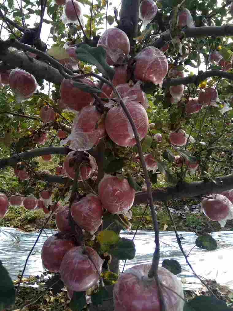 “两会”绿色农业掀起有机肥创新创富高潮，宗源肥业帮您划重点(图8)